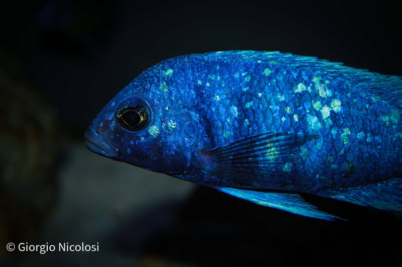 Placidochromis sp. 'phenochilus tanzania' Lupingu